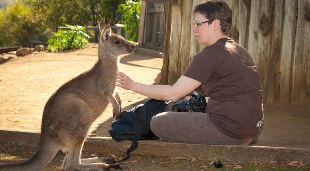 wallaby, kangaroo, bonorong, tasmania